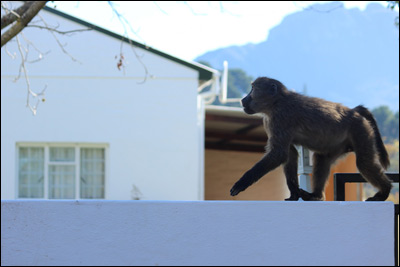 Baboons2