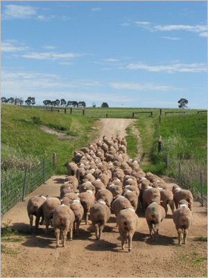 Crowd Control 3 - sheep