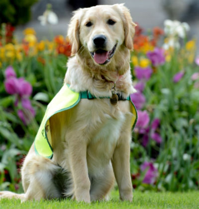 irish guide dog