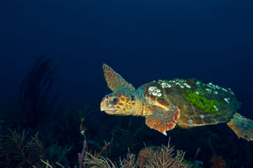 Sea turtles Nature Climate Change 1