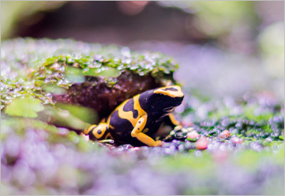 Poison Dart Frog