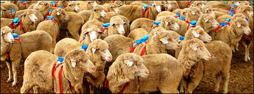 SHeep GPS