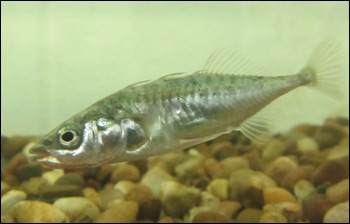 Stickleback fish