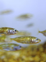 Stickleback