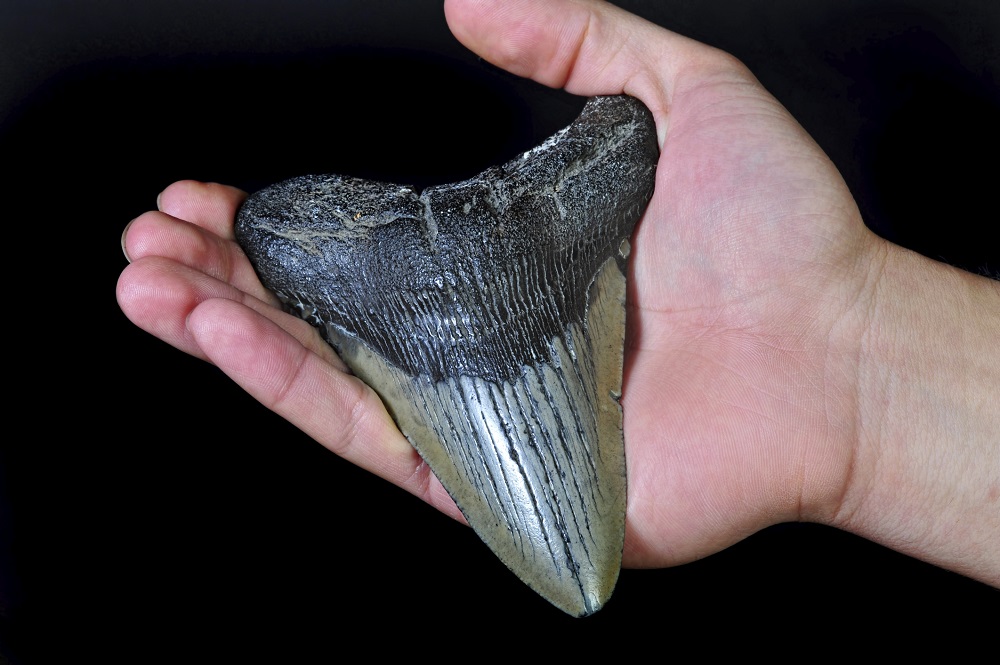 Megalodon tooth