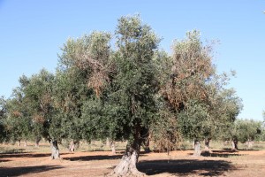 An olive tree affected by Xylella fastidiosa, with visual symptoms of chlorosis 