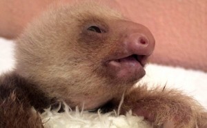 Baby sloth with malformed jaw
