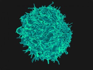Cells