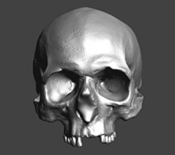 3D image of Mary Rose skull