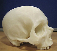 3D print of Mary Rose skull