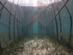 Seagrass Fences